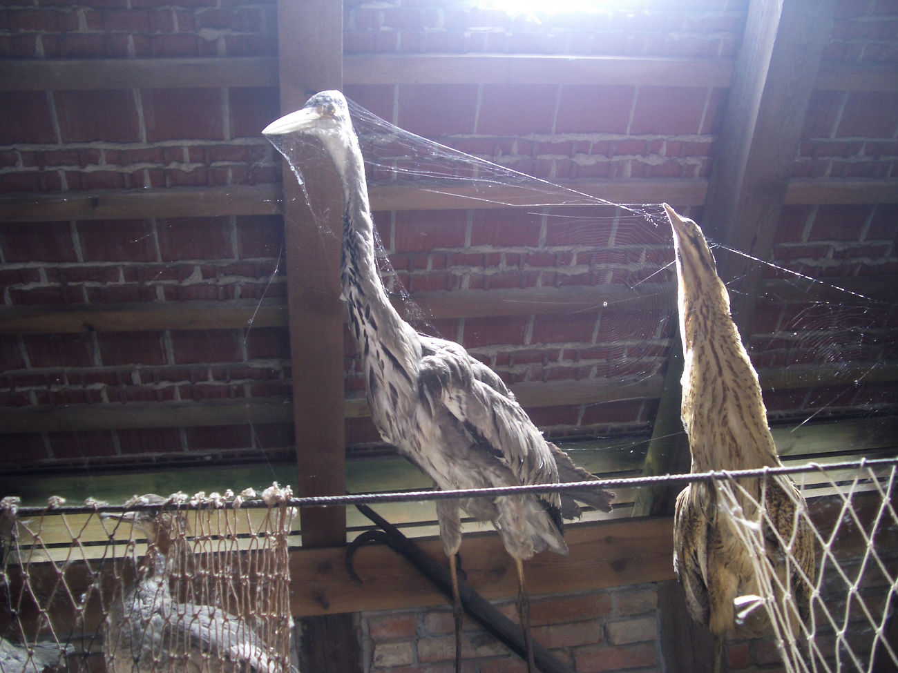 Reiher im Museum Wesenberg