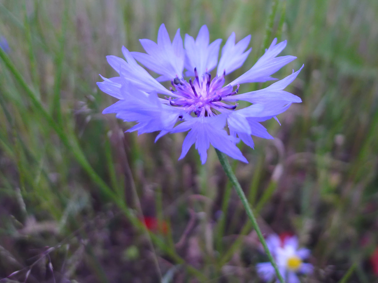 Kornblume