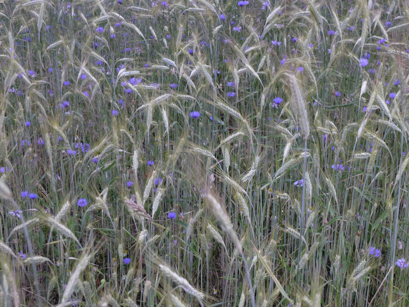 Kornblumenfeld