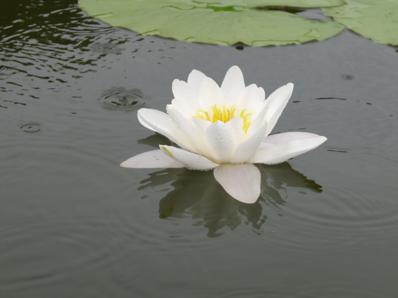 Seerose