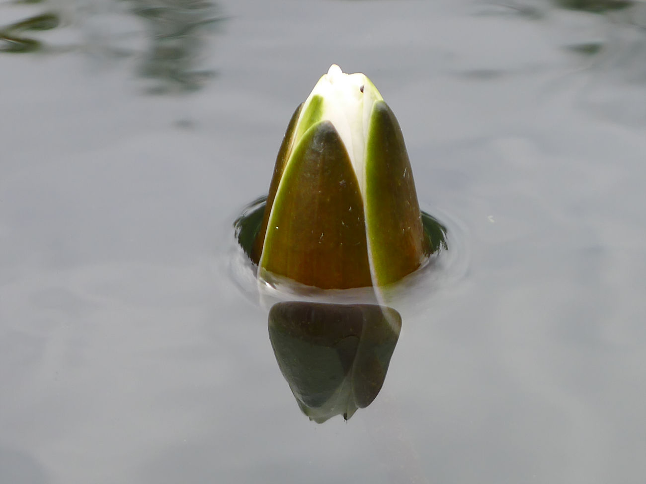 Seerose
