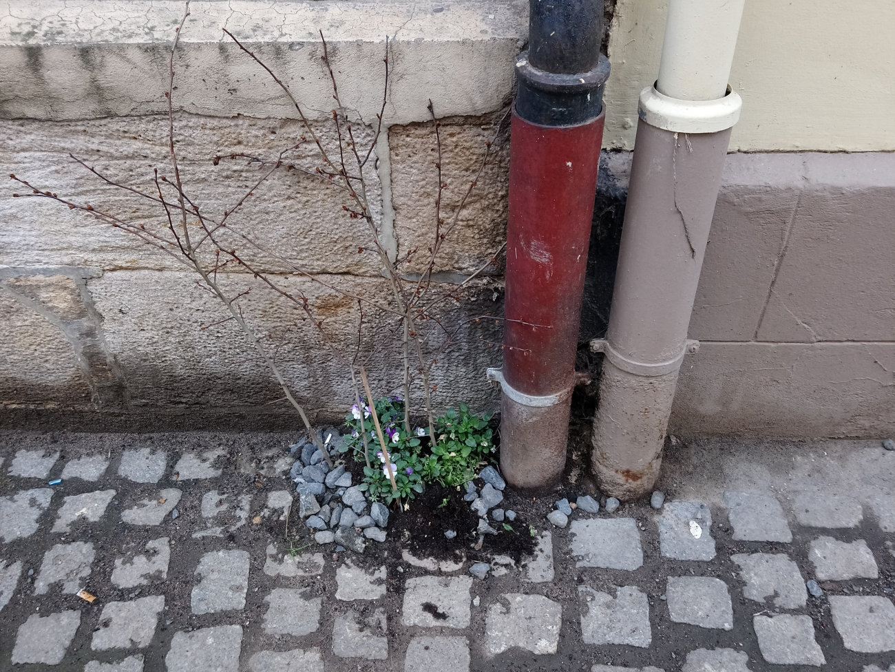 illegale Blühstelle