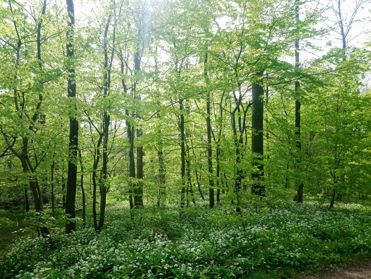 Bärlauchwald