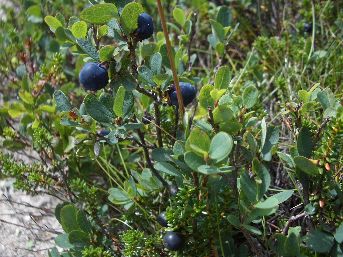 Blau und Schwarzbeeren