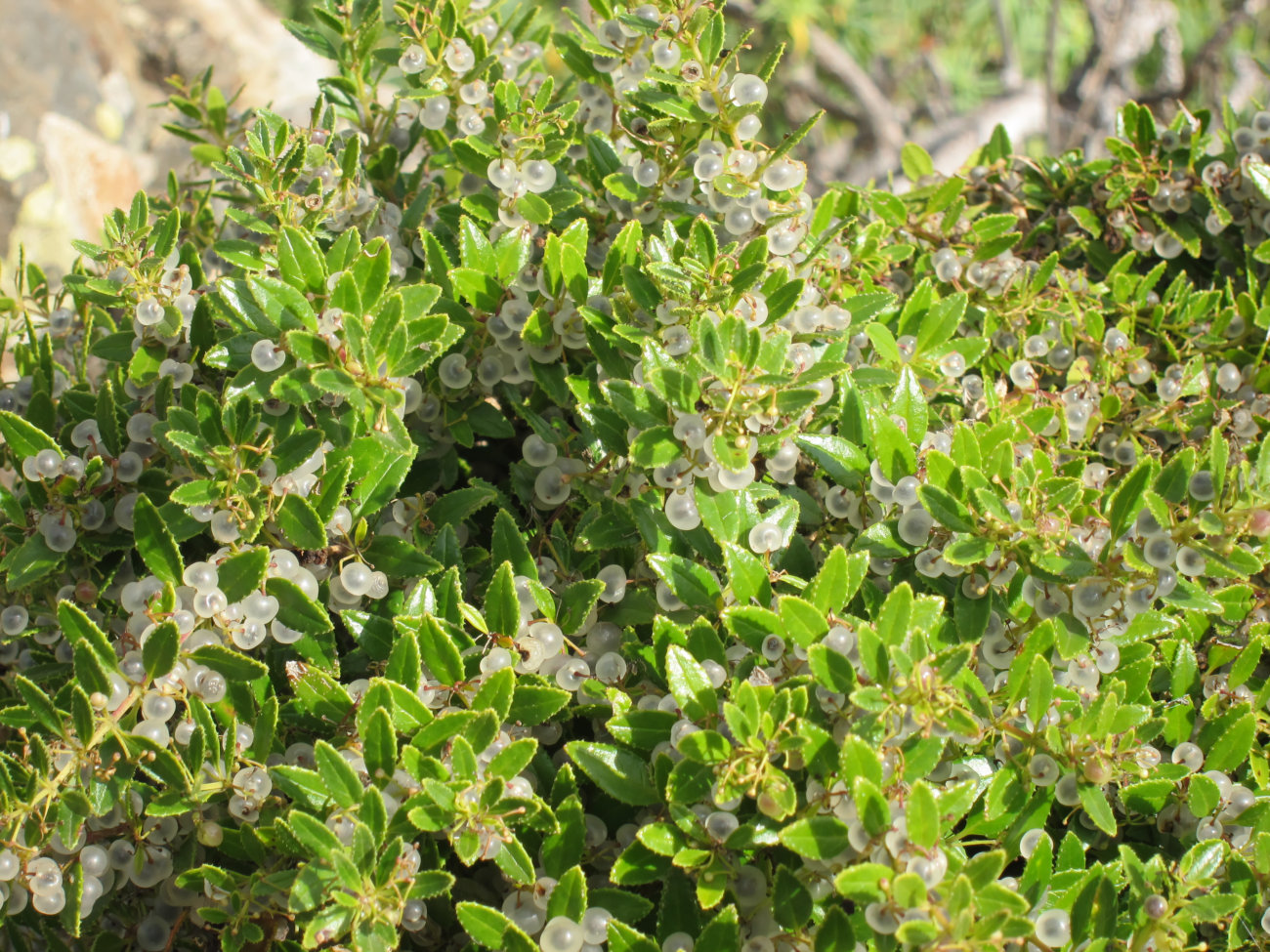 Gummibärchenstrauch