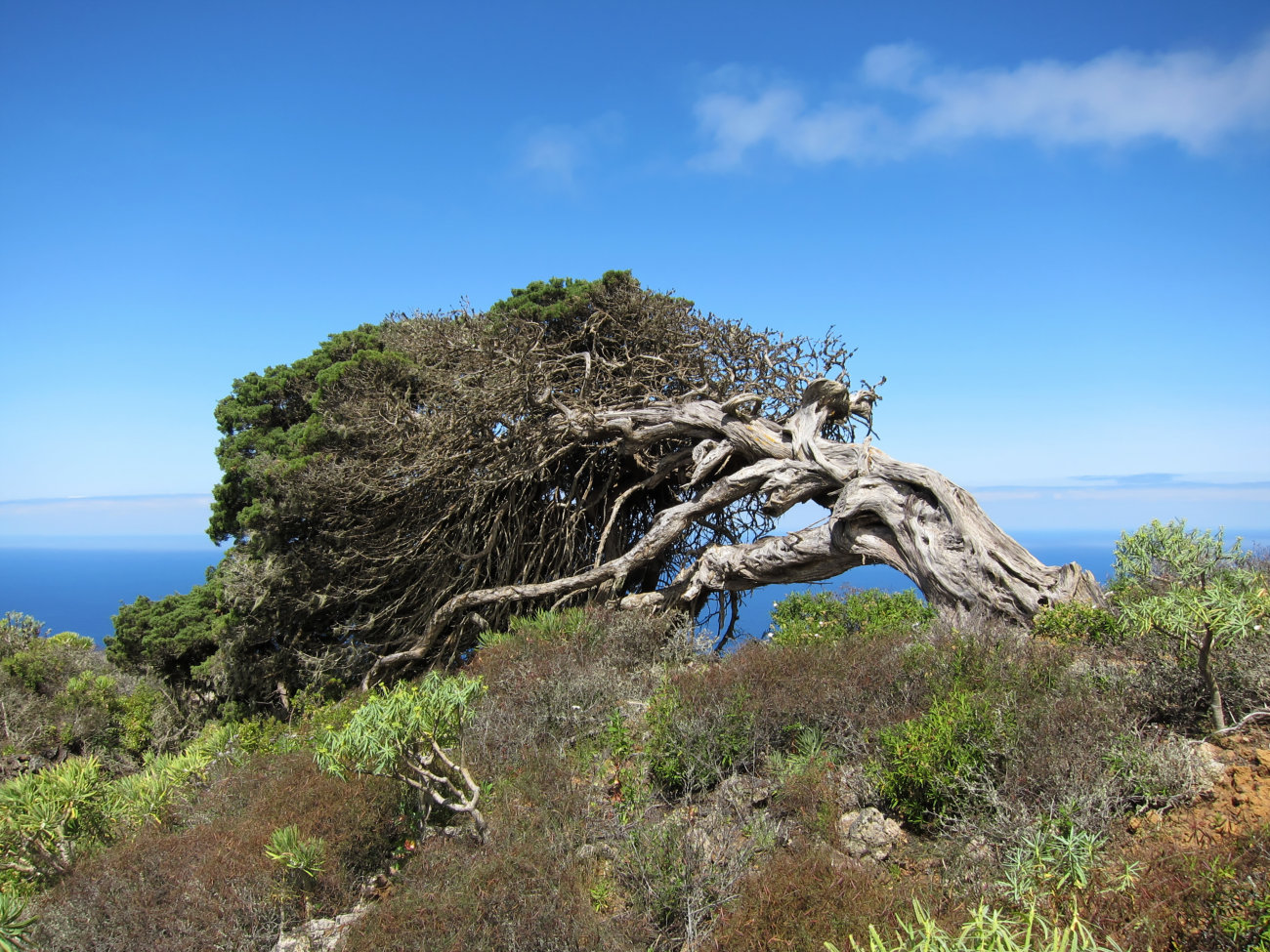windgebeutelter Wacholderbaum