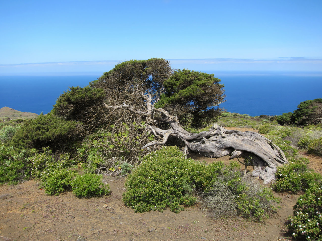 windgebeutelter Wacholderbaum
