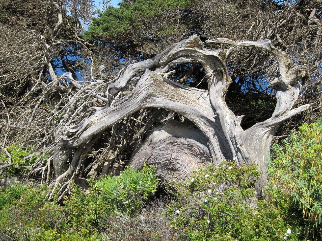 windgebeutelter Wacholderbaum