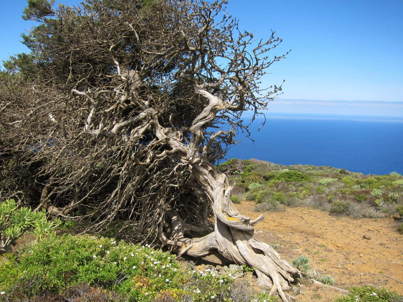 windgebeutelter Wacholderbaum