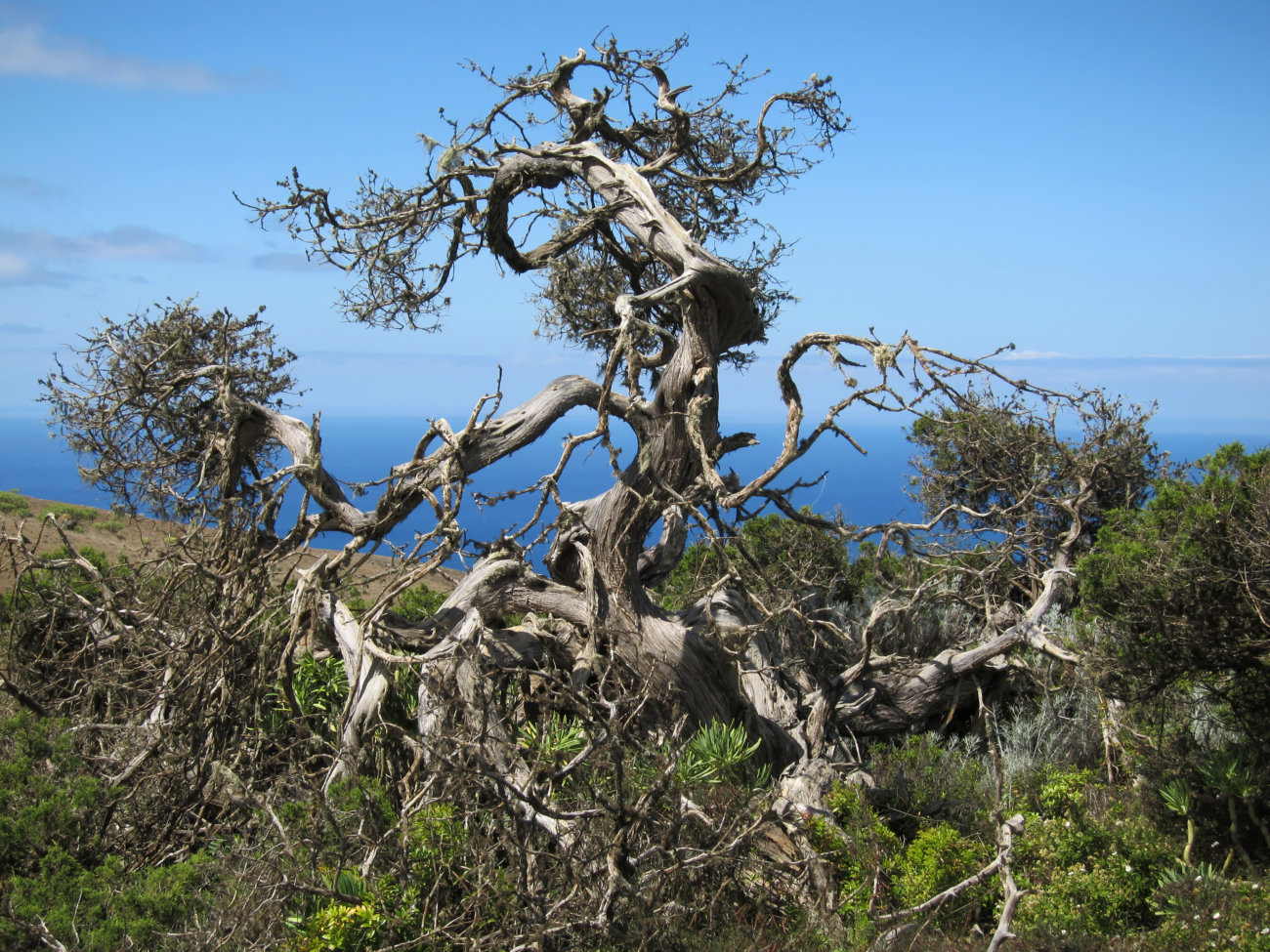 windgebeutelter Wacholderbaum