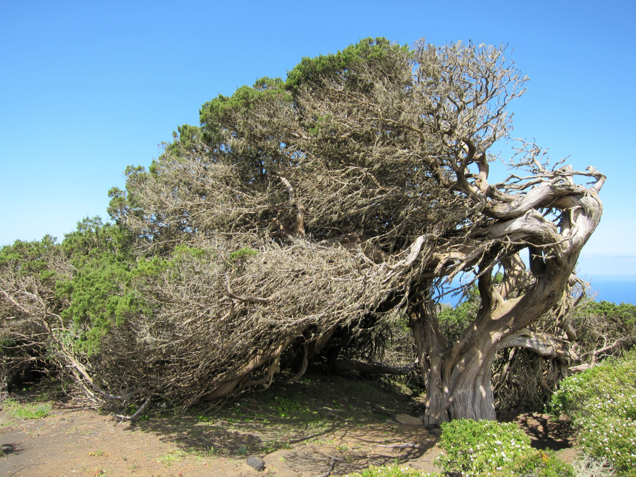 windgebeutelter Wacholderbaum