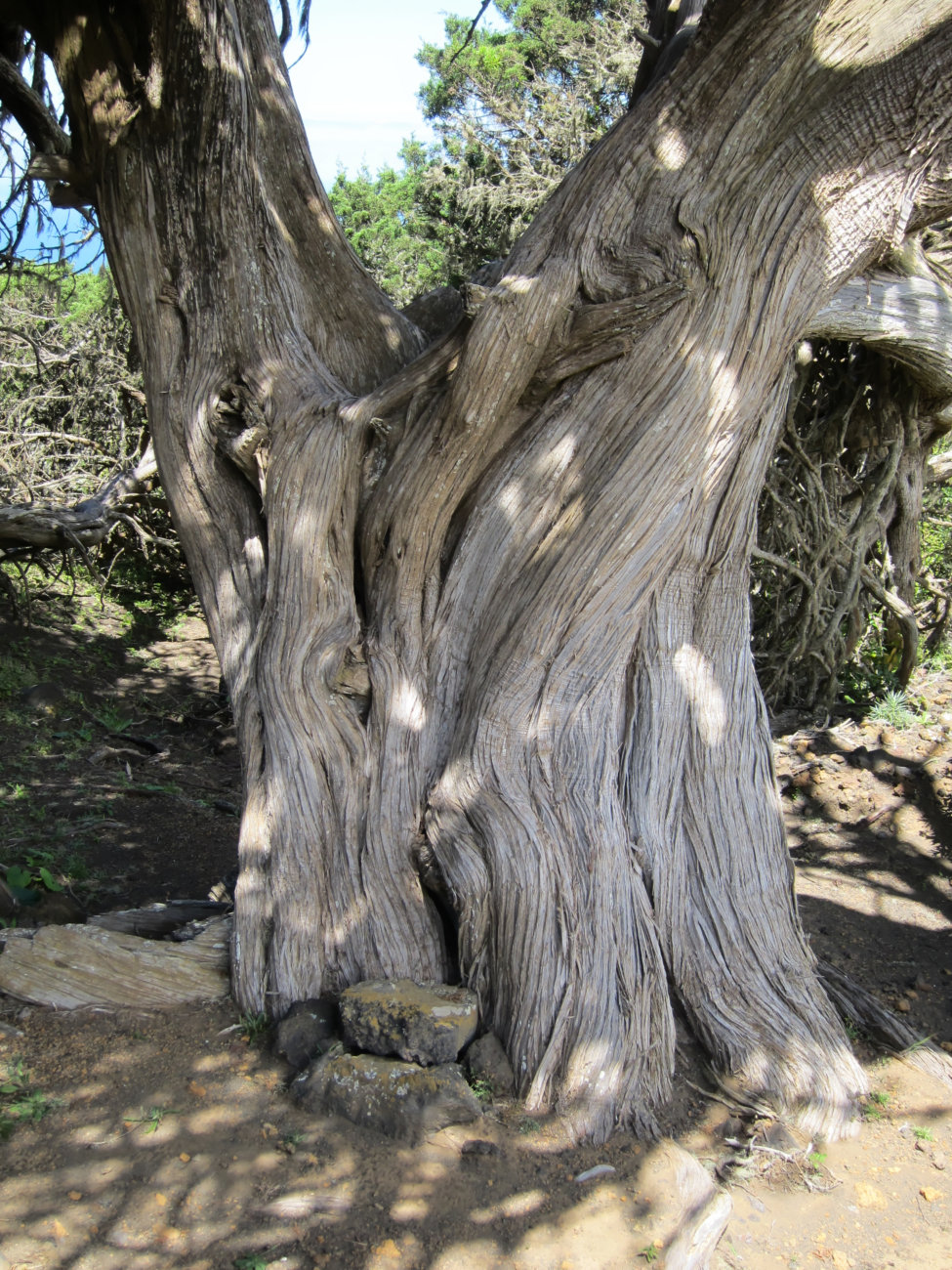 windgebeutelter Wacholderbaum