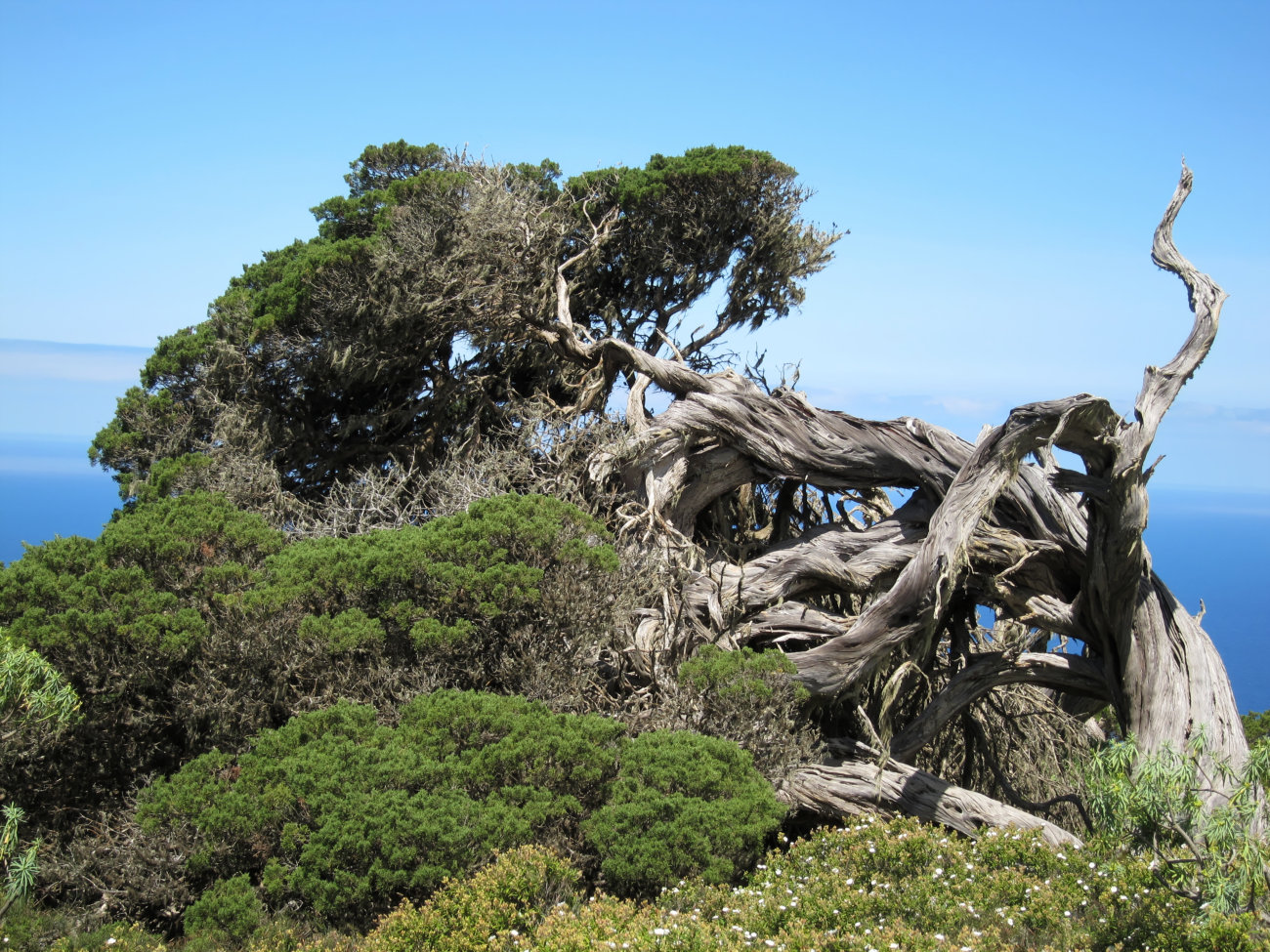 windgebeutelter Wacholderbaum