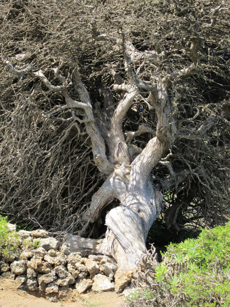 windgebeutelter Wacholderbaum