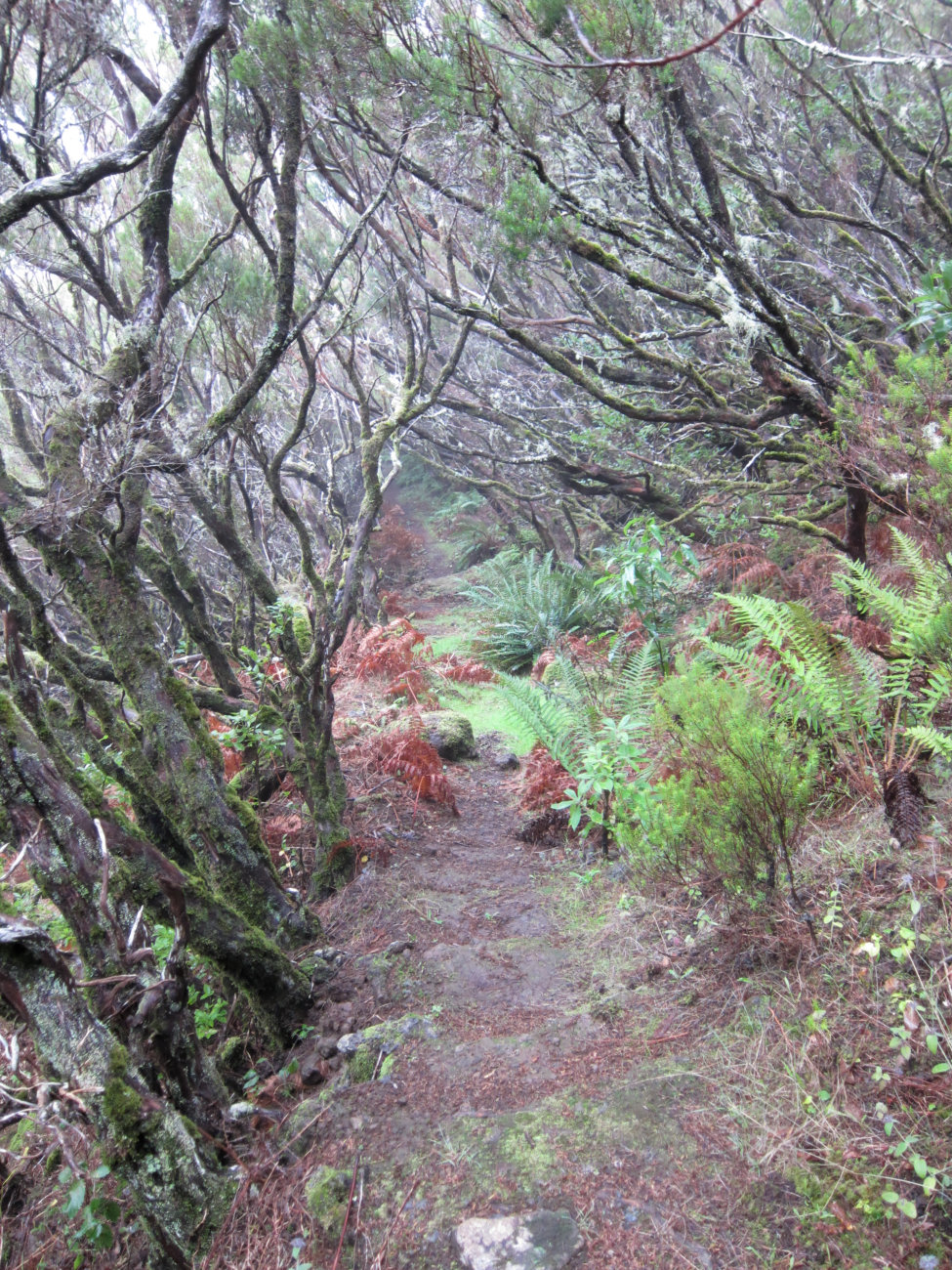 Weg zur alten Levada