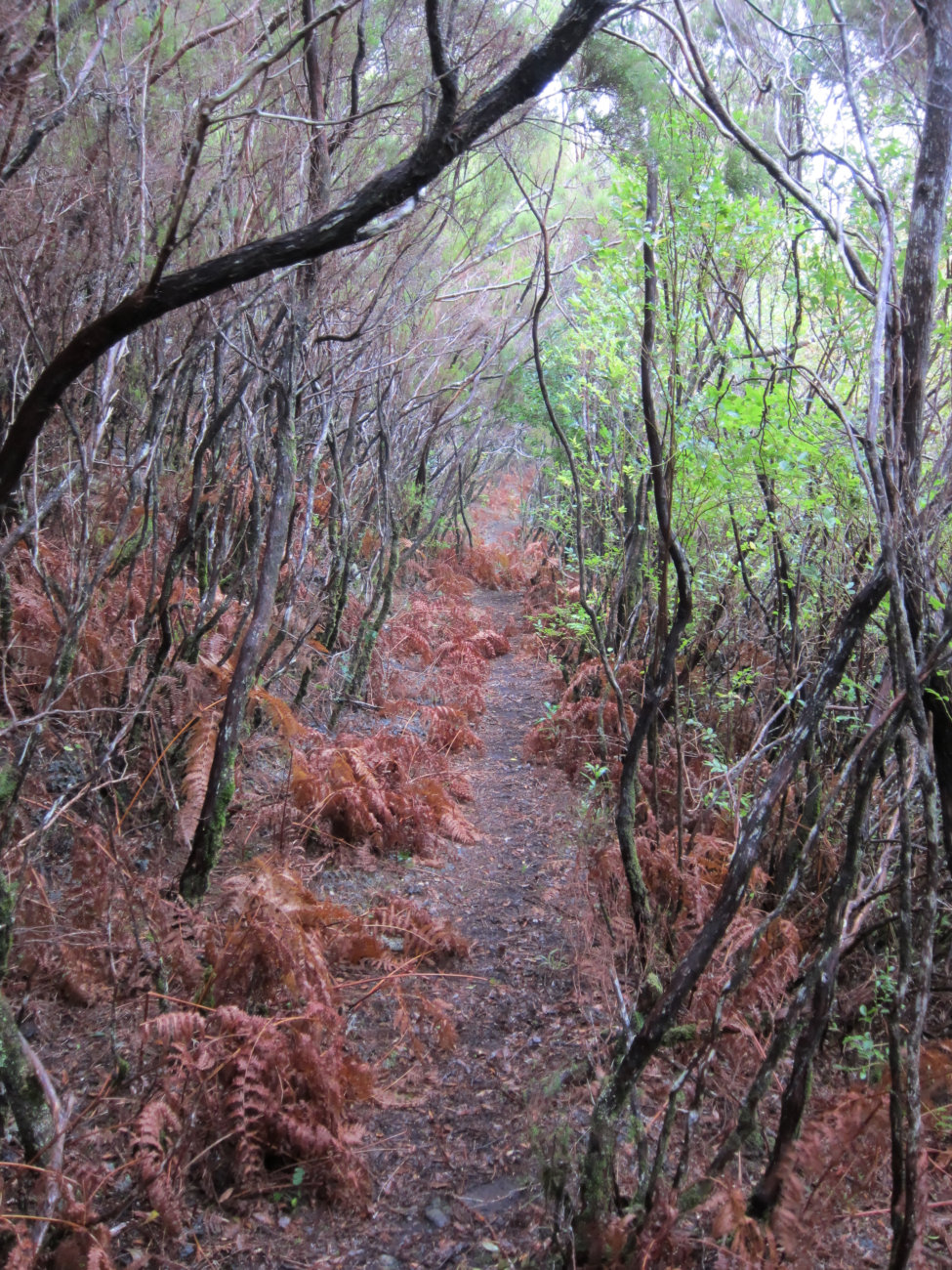 Weg zur alten Levada