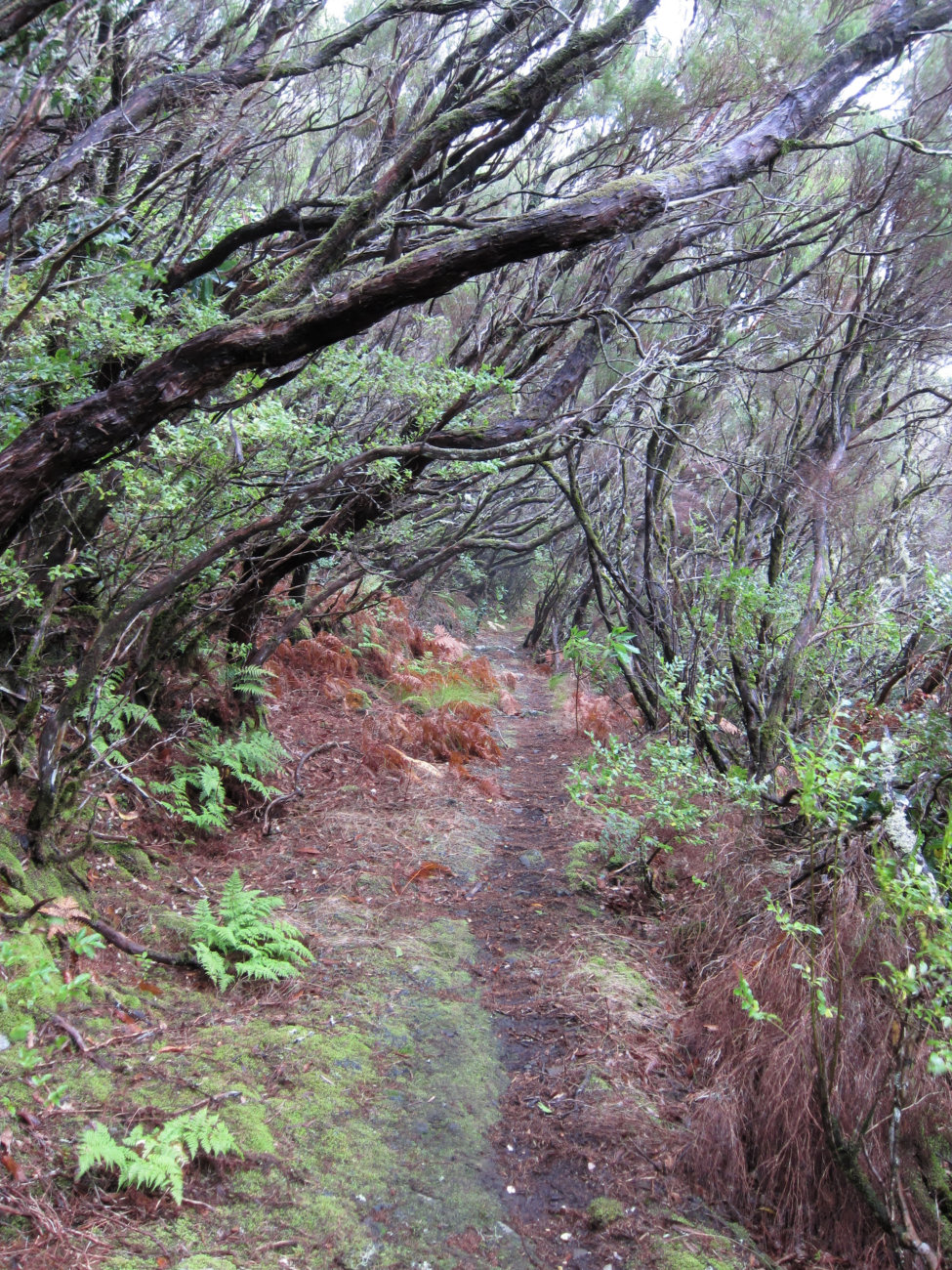 Weg zur alten Levada
