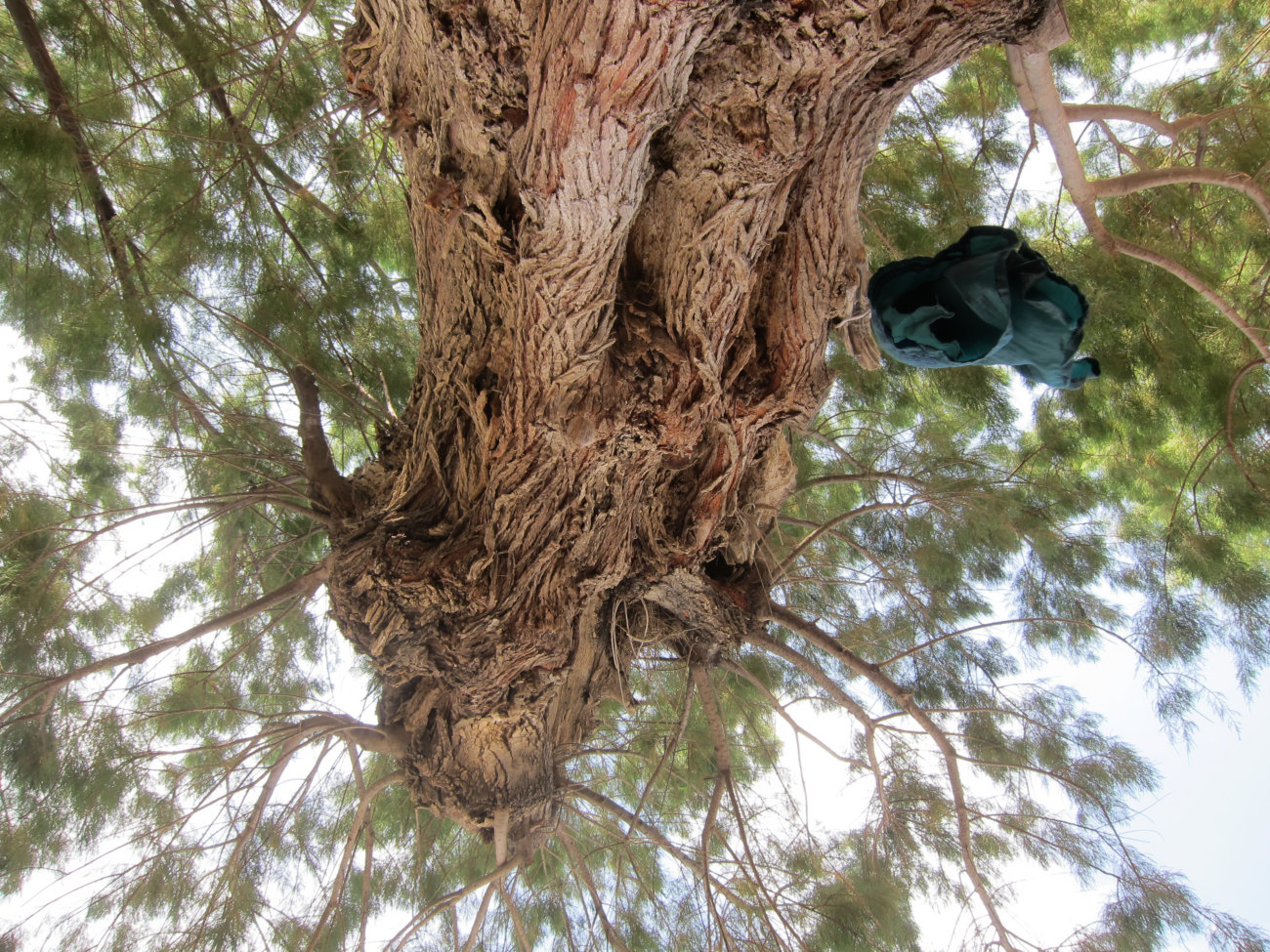 schattenspendender Baum