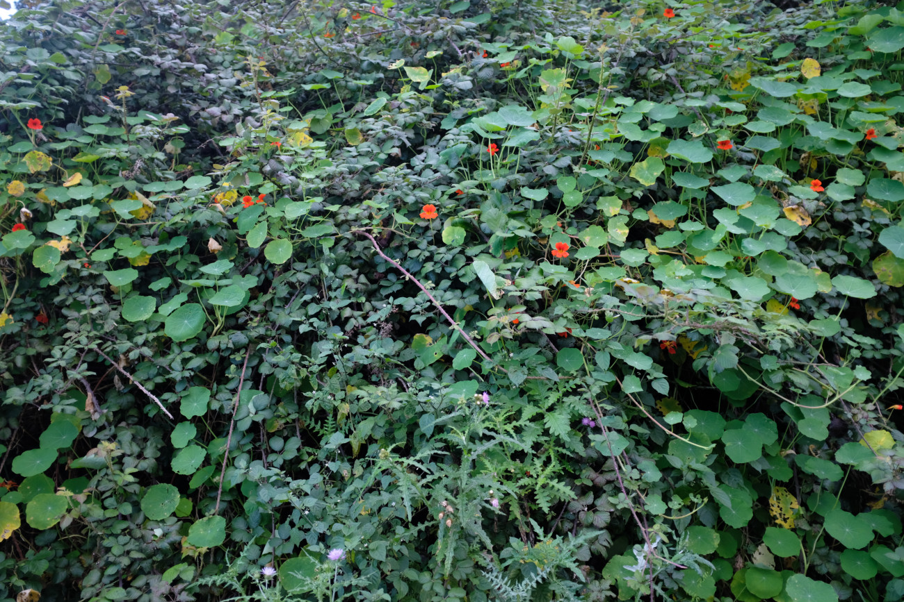 Brombeeren vs. Kapuzinerkresse