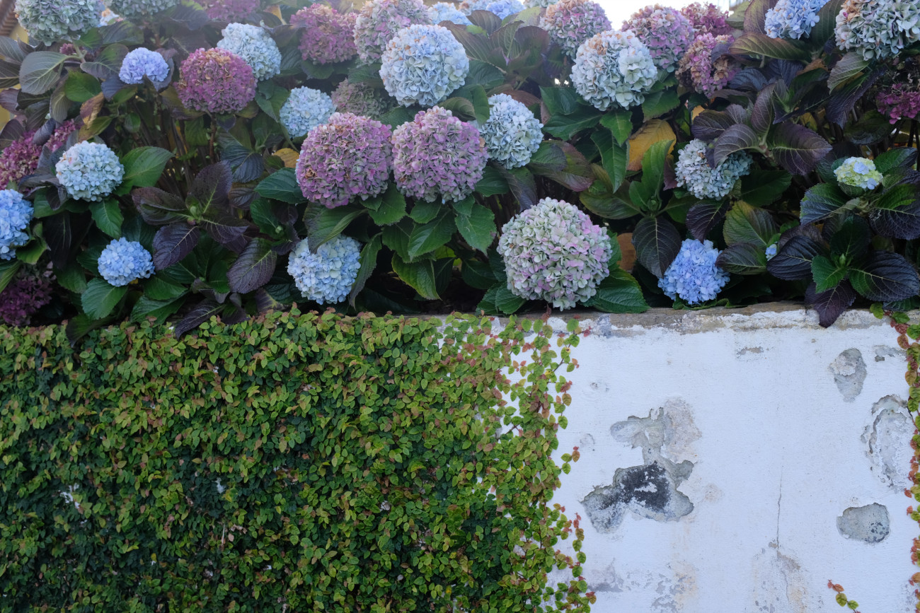 Hortensien