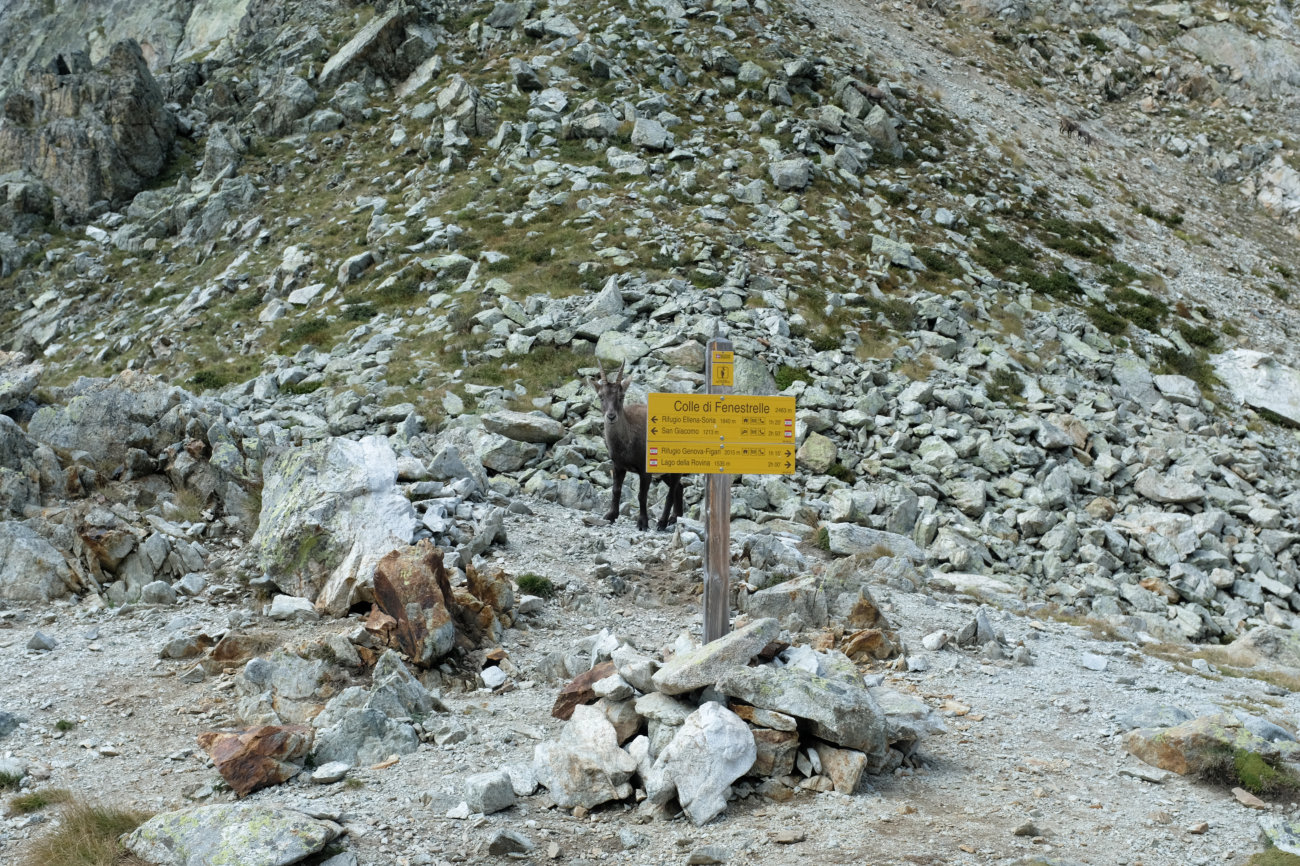 Gämsen am Colle di Fenestrelle