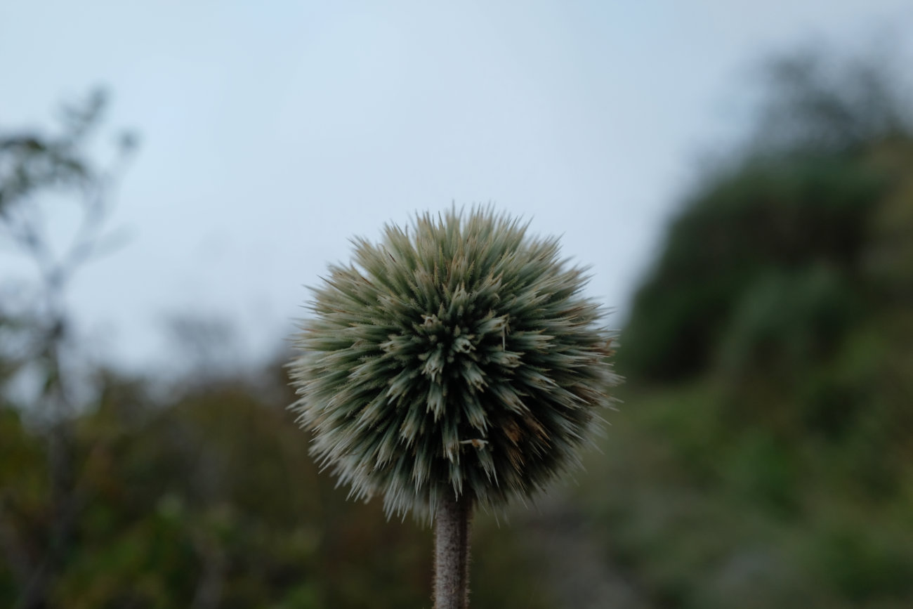 Distel