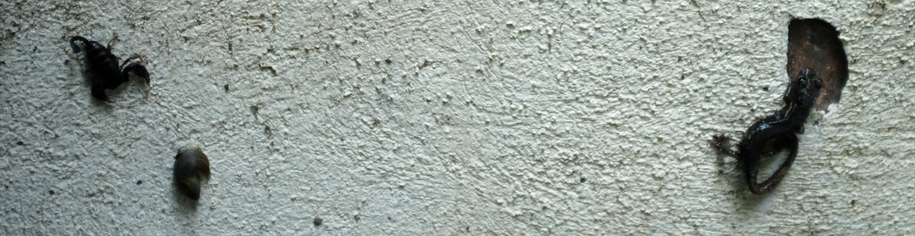 Skorpion und Salamander