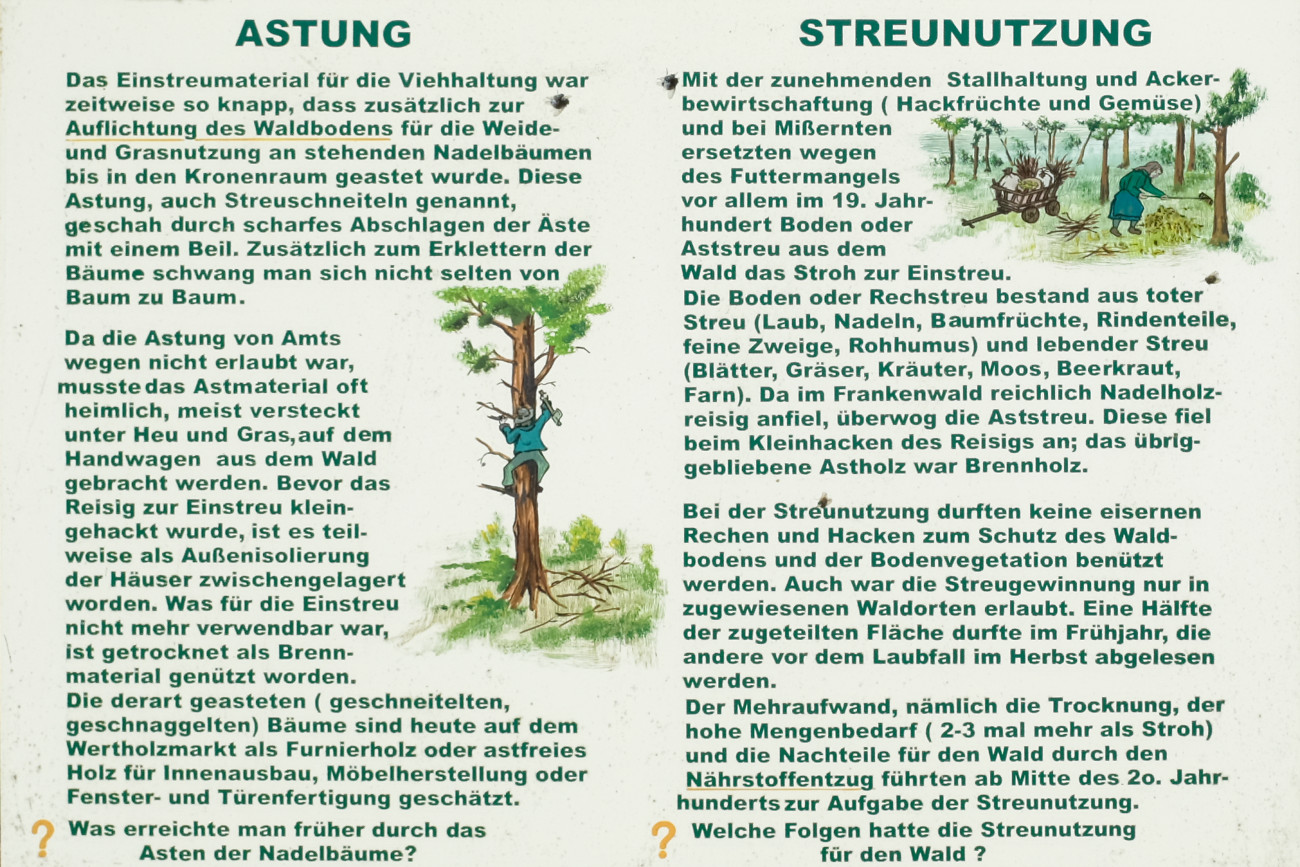 Tafel zur historischen Nutzung des Waldes - Astung