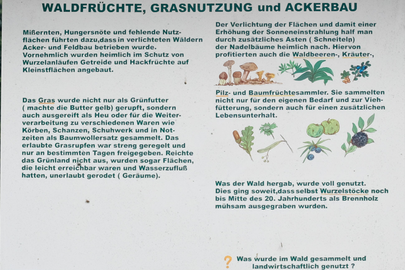 Tafel zur historischen Nutzung des Waldes - Grasnutzung