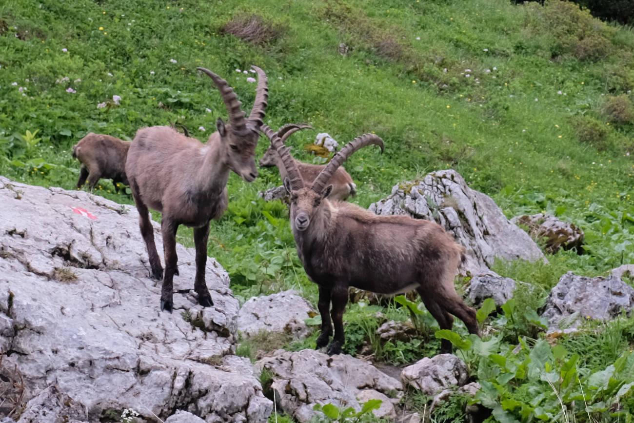 zahme Steinböcke