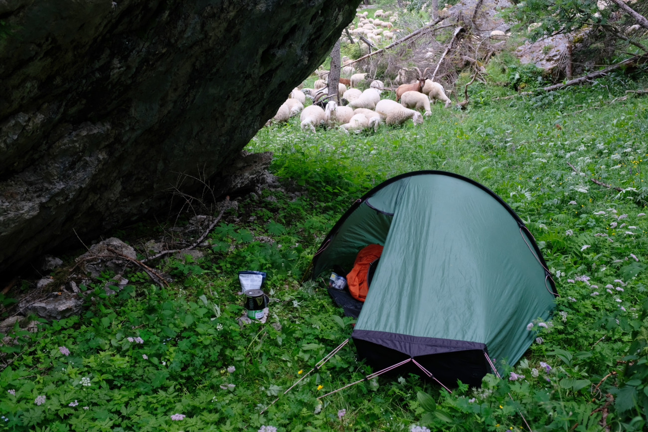 Zelt mit Schafen