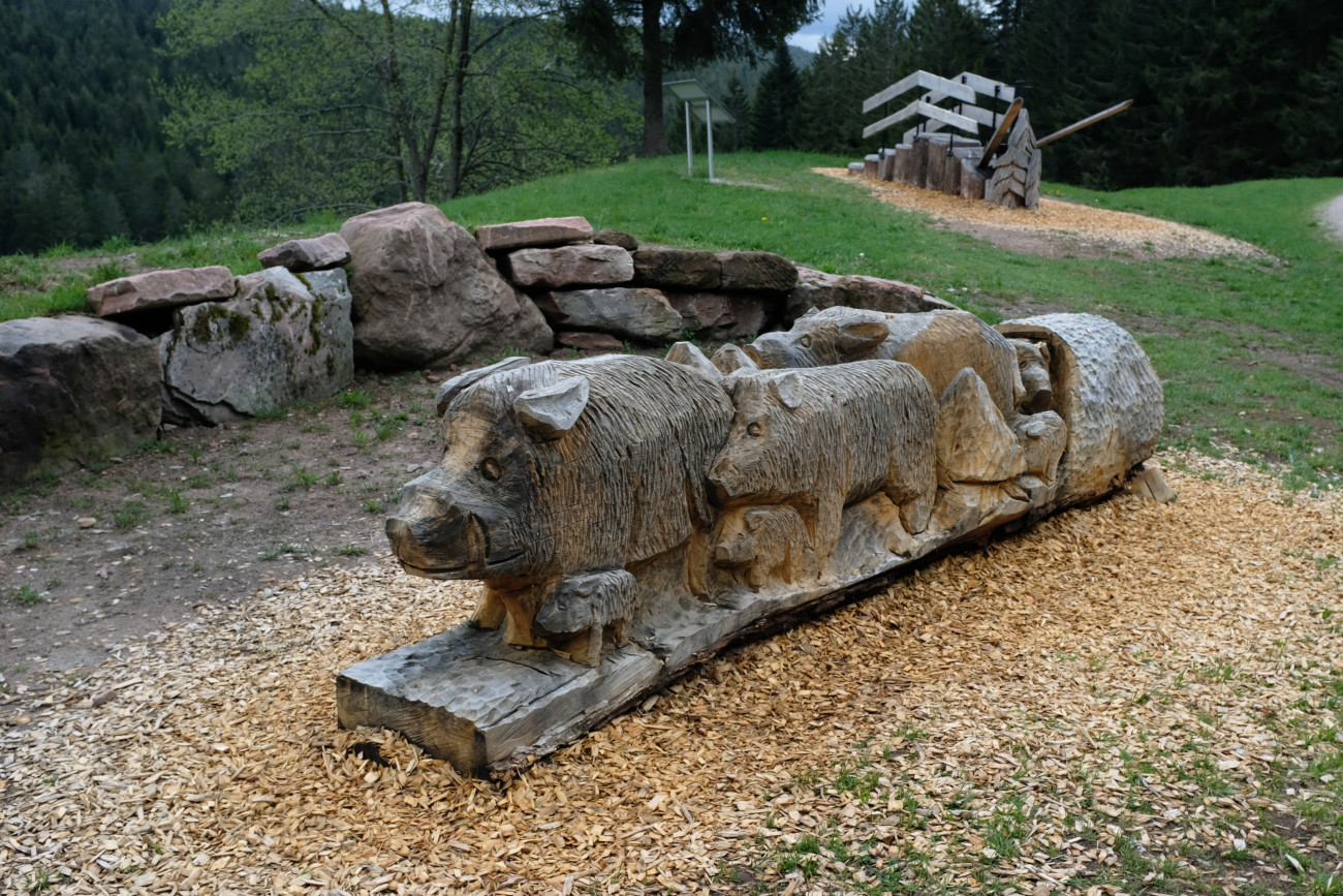 Wildschweine und Schanze