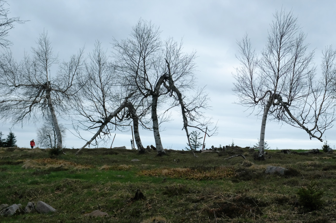 blitzgetroffene Bäume