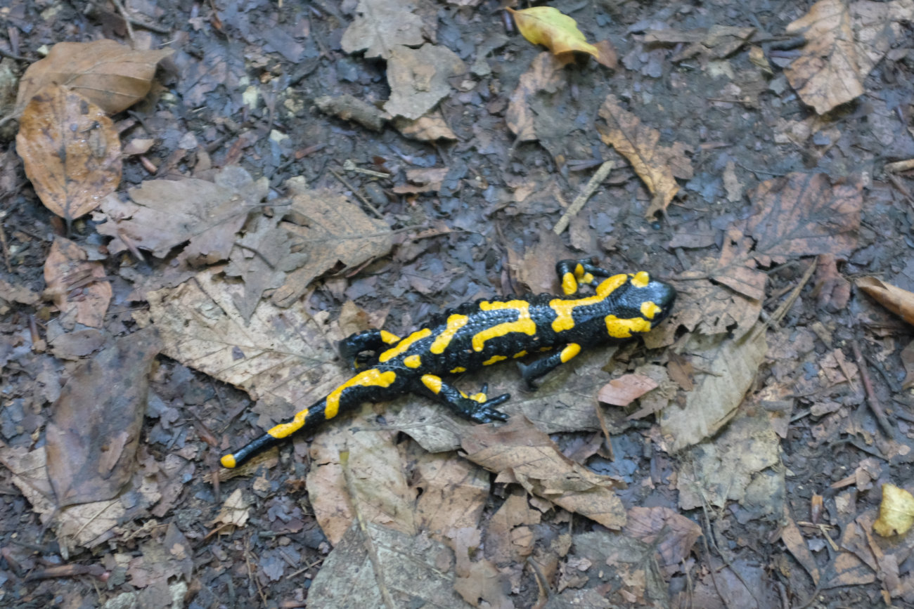 Salamander