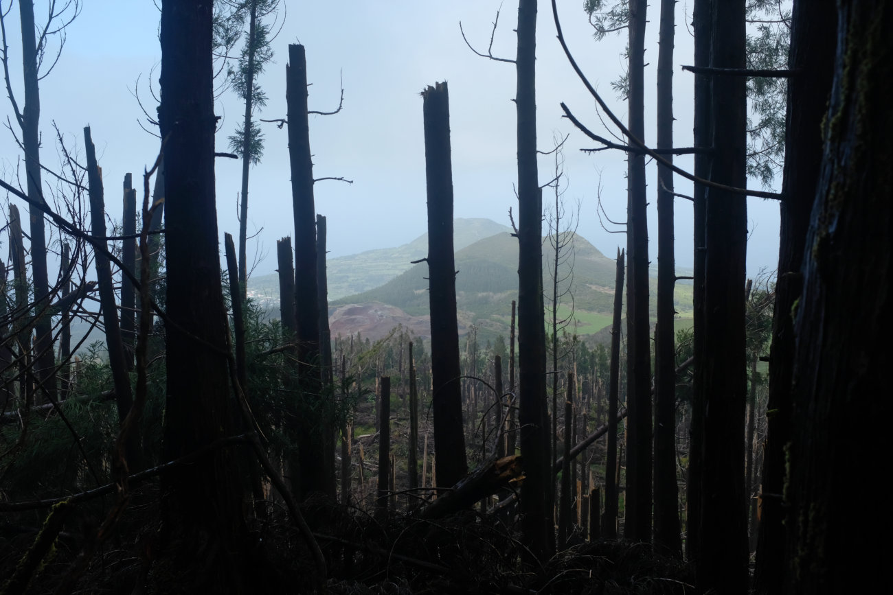 Waldschaden Faial