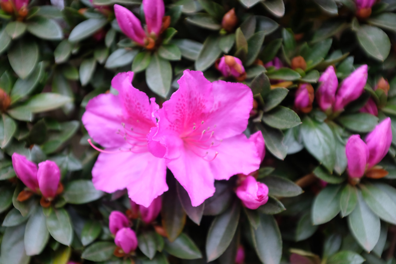 Rhododendron