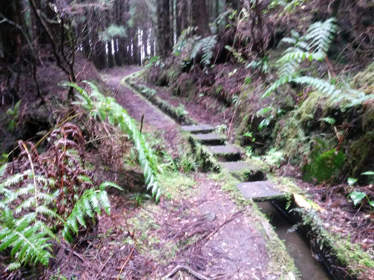 Levada Faial