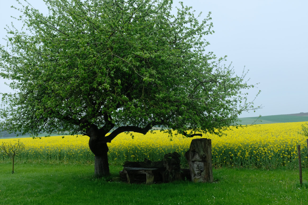 Bank unter Apfelbaum