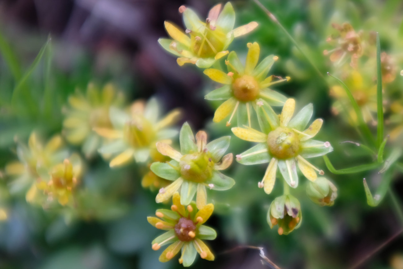 Fetthennen-Steinbrech