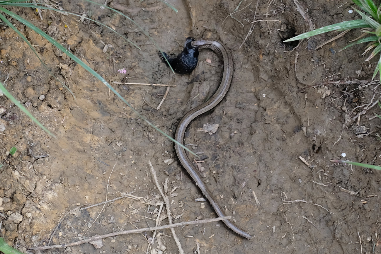Blindschleiche frißt Schnecke