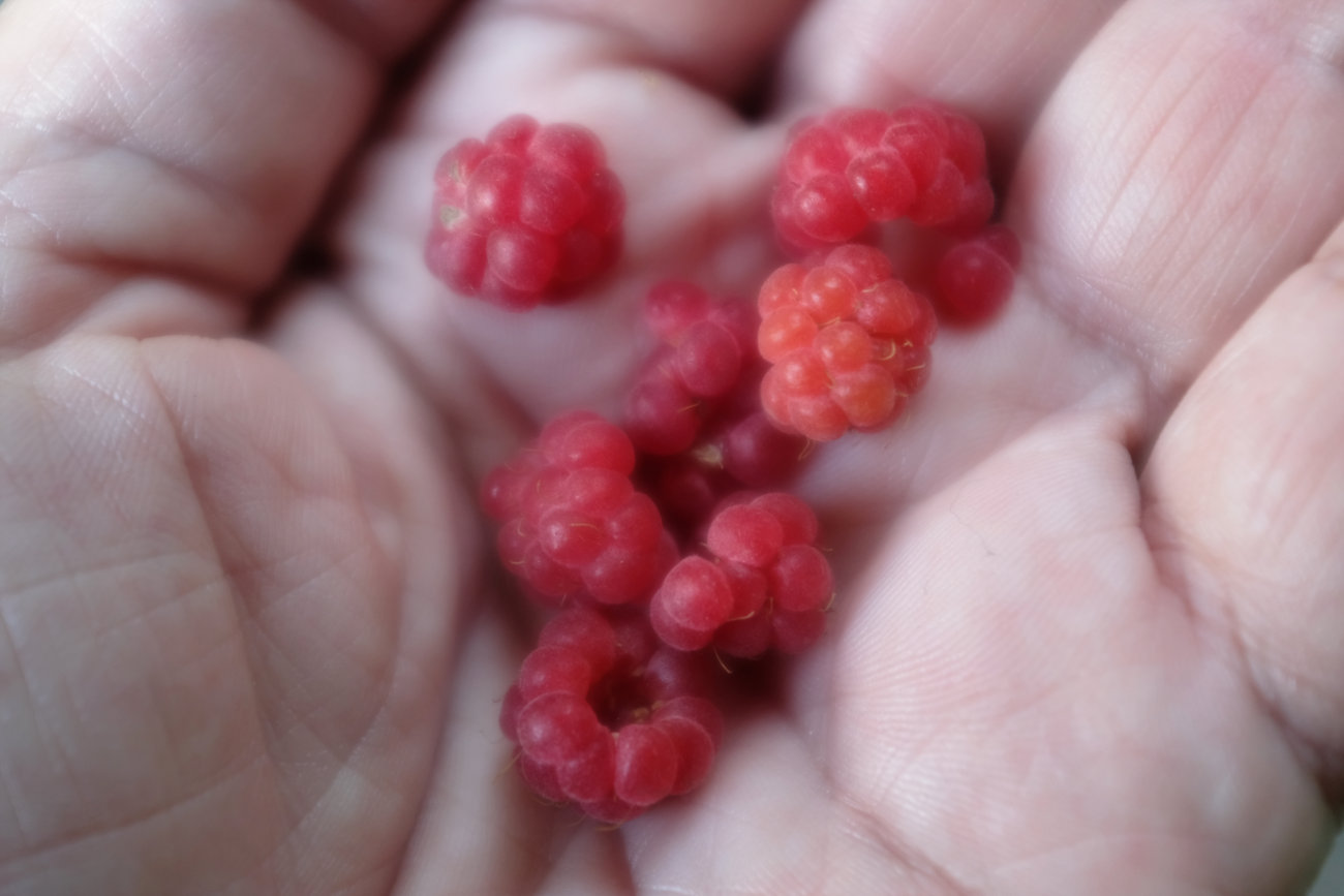 Himbeeren