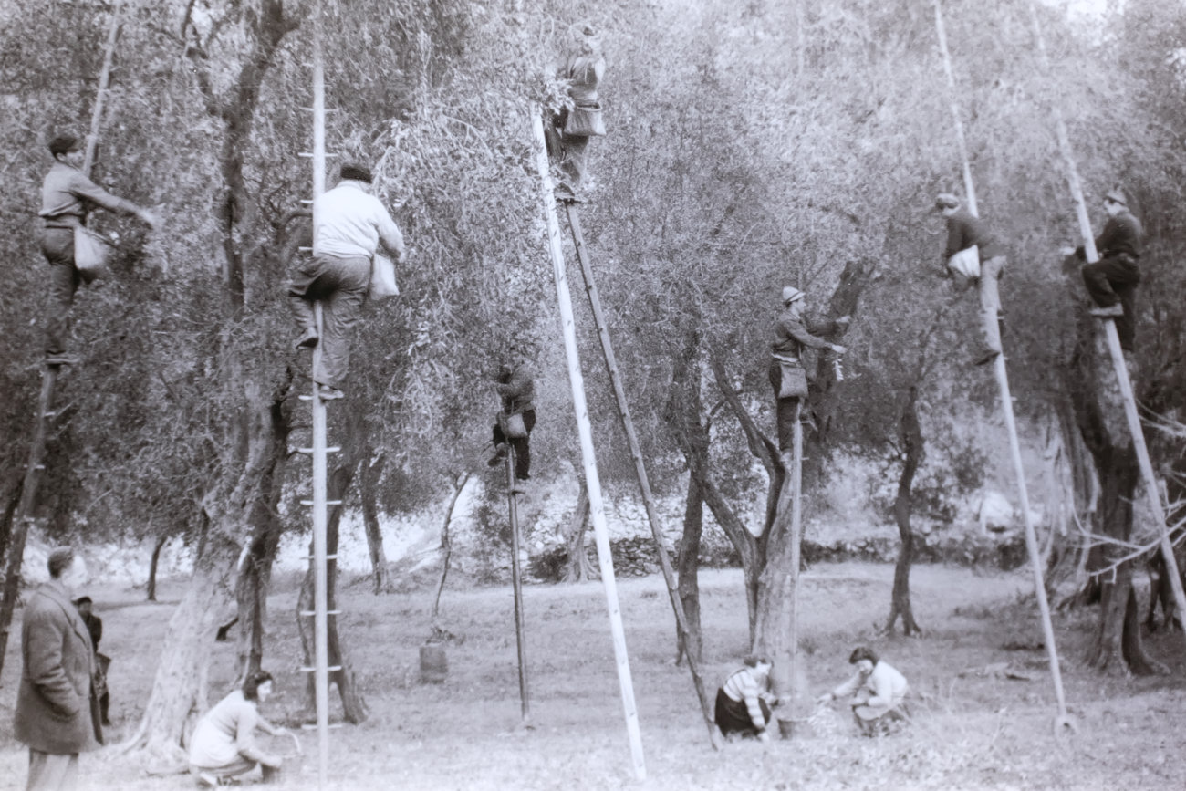 Giovanni Skulina: Olivenernte