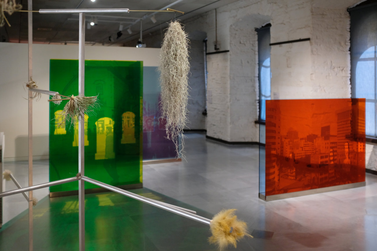 Donata Lazzarini - le gru e le cicogne