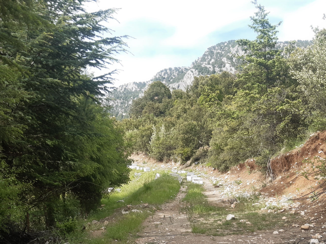 Bienenstöcke auf dem Weg
