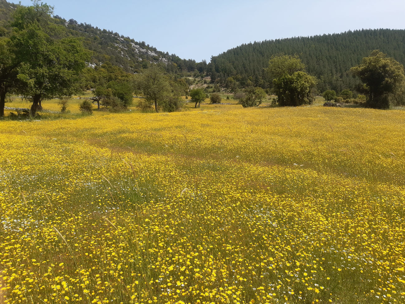 Wiese mit gelben Blumen