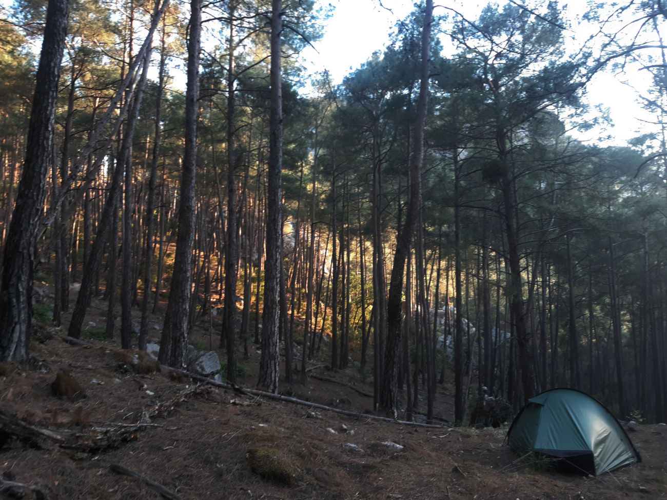 Zelt im Wald, abends