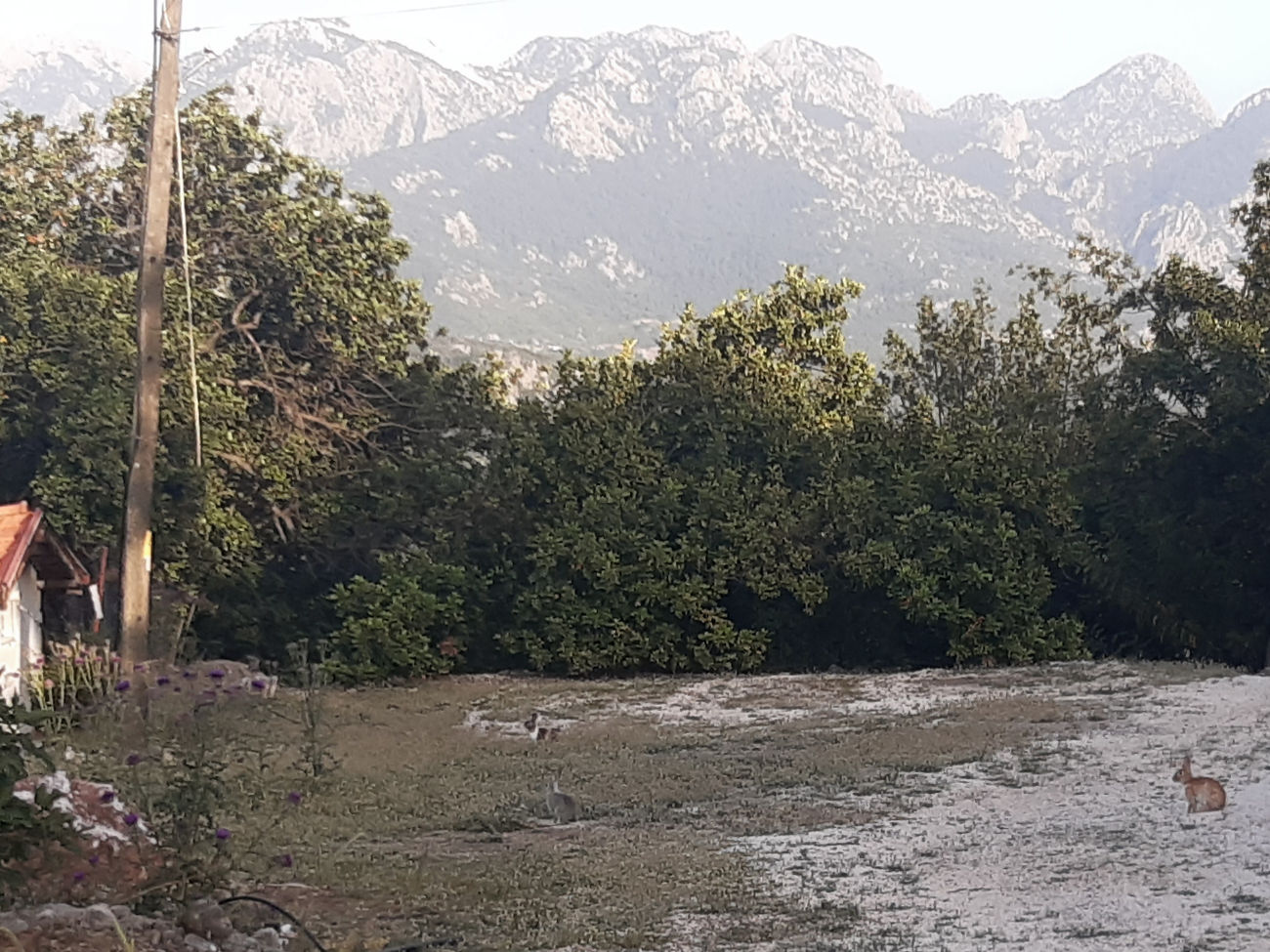 Kaninchen rechts vom Eingangstor