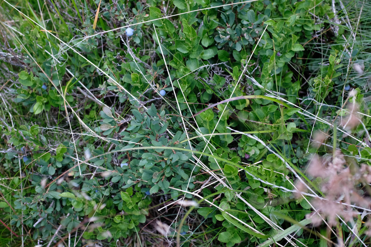 falsche und richtige Blaubeeren