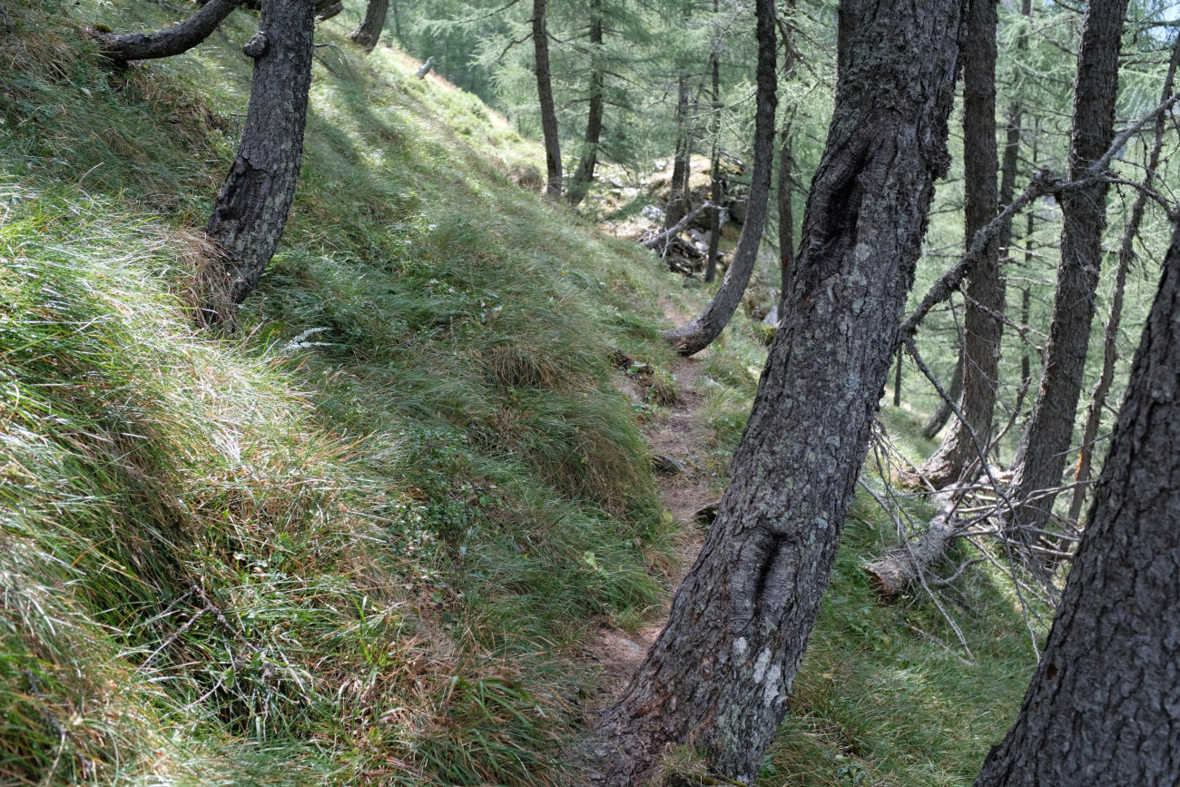 Waldpfad