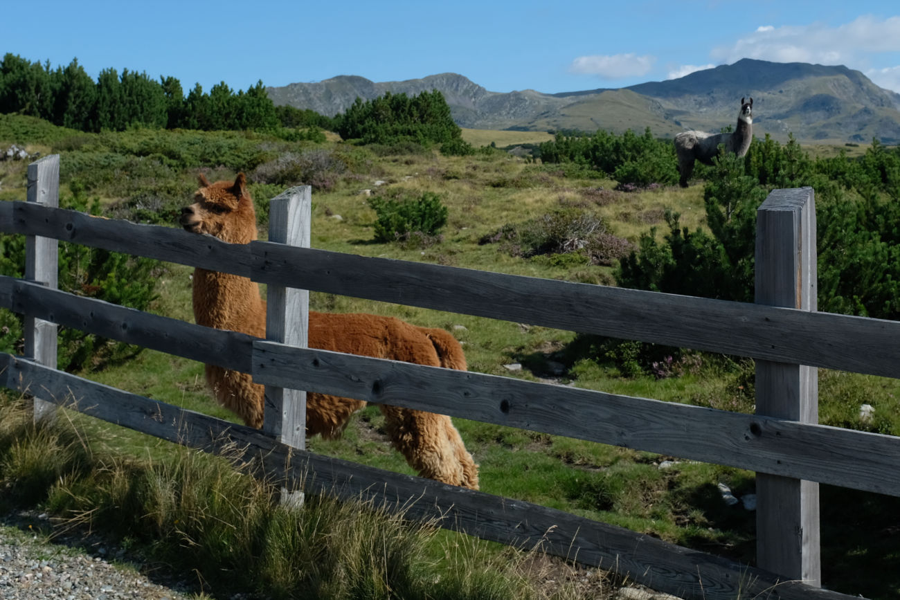 Lamas